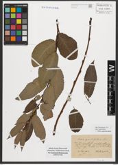 Foto von Salix appendiculata Vill.